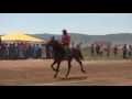 Скачки лошадей рысистых пород на дистанции 3000 метров