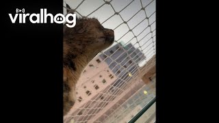 Cat Tries to Befriend Upstairs Neighbor Cat || ViralHog