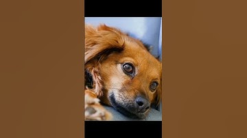 The dog started crying when he realized that the owner left him in a dog shelter#Animalloves