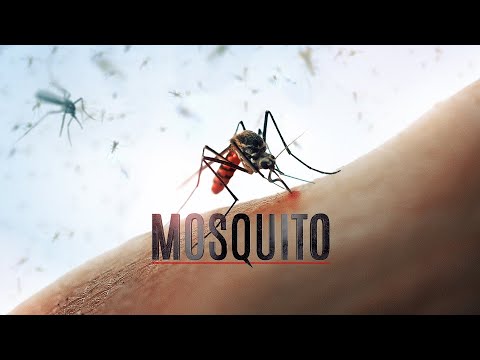 secrets-why-mosquitoes-bite-some-people-more-than-others---pest-control