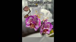 у світлі заходу сонця✨#орхідеї #фаленопсис #orchid #flowers #beautiful #орхідеї #