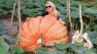 видео: Готовим почву для гигантской тыквы. Первый раз готовим почву для тыквы Основные удобрения СЕЗОН 2024 картинка: Готовим почву для гигантской тыквы. Первый раз готовим почву для тыквы Основные удобрения СЕЗОН 2024