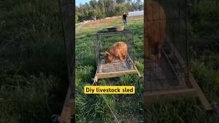 Moving pigs with a sled #kunekune #pasturedpork #pasturedpigs #homestead #homesteadlife