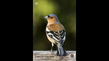 صوت الصلنج الحسون الظالم للصيد في بداية الموسم من اهم الاصوات Birds Birdsounds Hunting Wildlife 