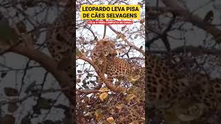 LEOPARDO LEVA PISA DE CÃES SELVAGENS #shorts #natureza #wild #animais #shortsvideo #shortsfeed