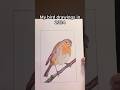 Both drawings are of robins. #art