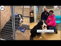 Shelter Dogs Get Adopted - Priceless Moments When Shelter Dogs Realized They Are Being Adopted #2