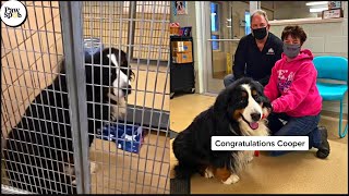 Shelter Dogs Get Adopted  Priceless Moments When Shelter Dogs Realized They Are Being Adopted #2