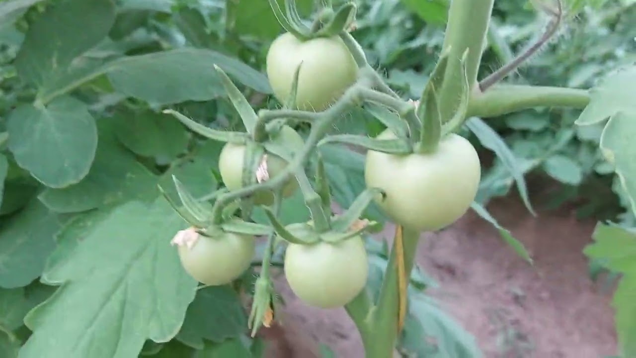 خمسة أخطاء ترتكب أثناء مكافحة التوتا أبسليوتا فى الطماطم. وكيفية تصحيحها.