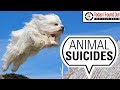 Are There Any Animals Other than Humans That Commit Suicide?