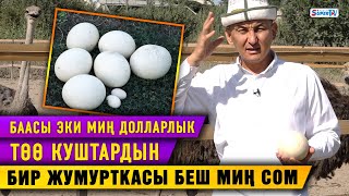 картинка: Баасы эки миң долларлык төө куштардын бир жумурткасы беш миң сом