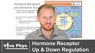 Hormone Receptor Upregulation And Downregulation
