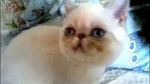 Video 89521: exotic shorthair cat, exotic shorthair female