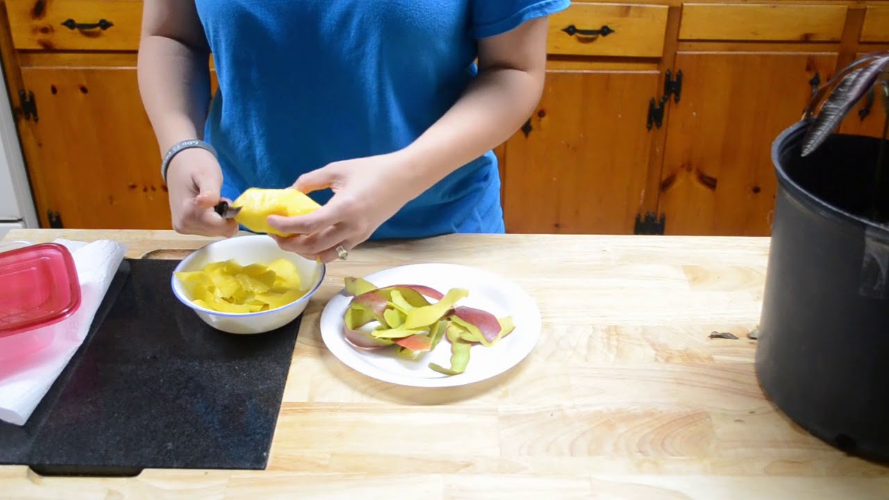 How to grow mango trees from seeds
