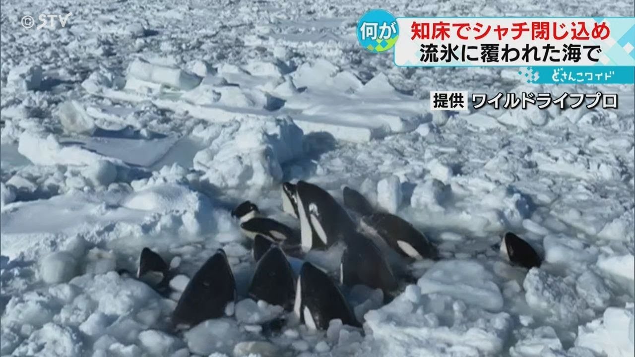シャチ数頭が流氷に閉じ込め 岸からも姿確認 北海道自然 - YouTube
