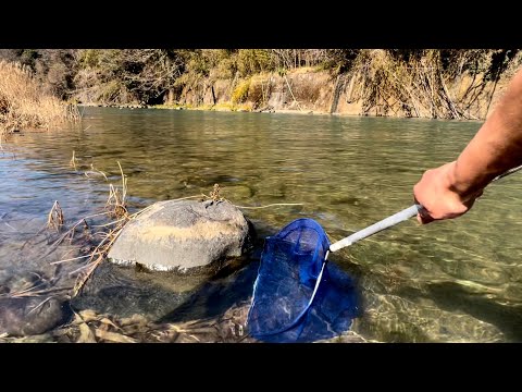 【冬のガサガサ】石の裏には変な生き物がいる