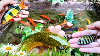 Catching Catfish & Colorful Surprise Eggs, Ornamental Fish, Goldfish, Betta fish, Koi, Cute animals