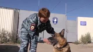 В Якутии служебная собака вывела на след пропавшей в лесу 3-летней девочки В Якутии служебная собака вывела на след пропавшей в лесу 3-летней девочки