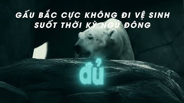GẤU BẮC CỰC CÓ ĐI VỆ SINH TRONG KHI NGỦ ĐÔNG?