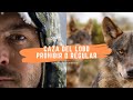 ¿CAZAR LOBOS? PROHIBIR O REGULAR - CONSERVACIÓN Y CONFLICTO - OPINION PERSONAL SOBRE EL LOBO IBERICO