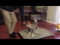 How l taught a reactive 14 weeks Shikoku puppy to "place" Part 2 | Perfect Companion