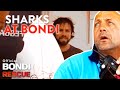 SHARKS at Bondi Beach - Top 5 Encounters