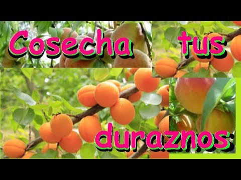 Video: ¿Qué es un árbol de durazno enano? Aprenda a cultivar duraznos en miniatura de Eldorado