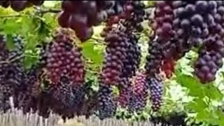 Plantação De Uvas Vinhedo Em Petrolina Pernambuco