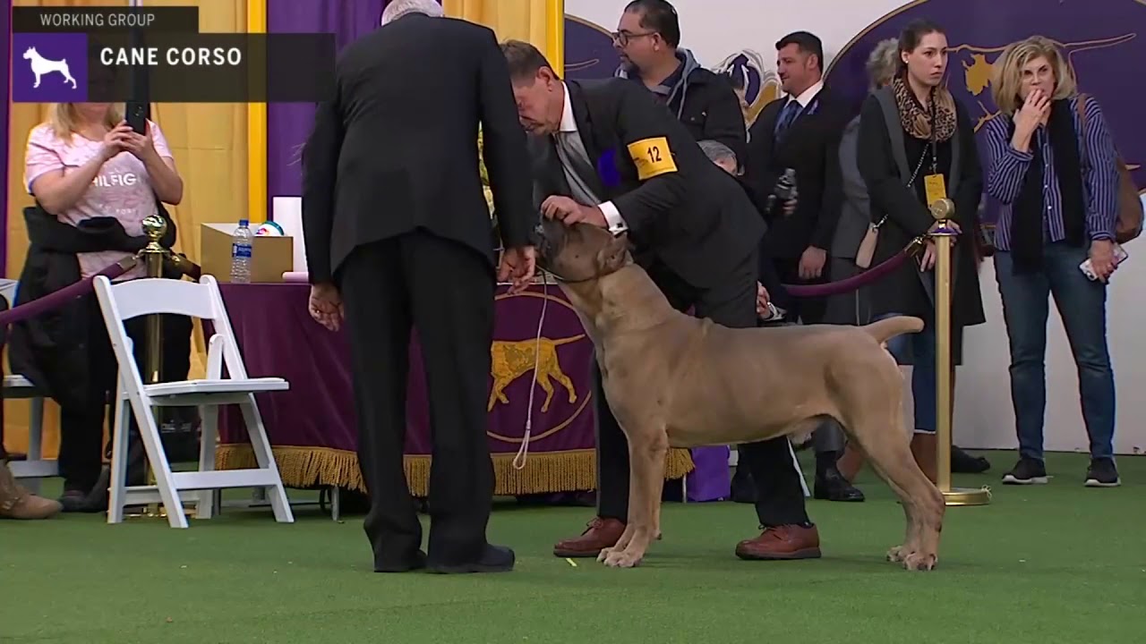 cane corso show