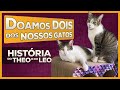 Doamos DOIS dos NOSSOS GATOS | Gatinhos da Isa - Theo e Leo