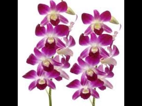 Flower arrangements, cultivation of orchids