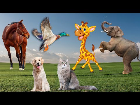 Animal colors: dog, horse, duck, elephant, giraffe - animal sounds