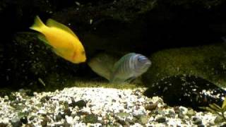 Zebra Esterae 07 05 09