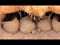 Wow Exciting Fishing! Found & Dig Underground Hole to Catch A Lot Of Big Climbing Perch Fish