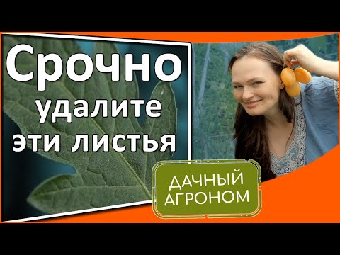 Видео: Отрастут ли листья Холли?