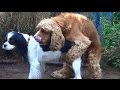 Mixed Dogs Mating