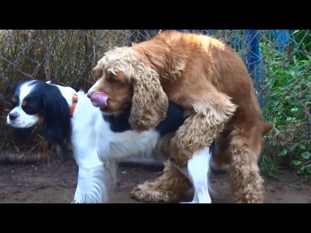 Mixed Dogs Mating - YouTube