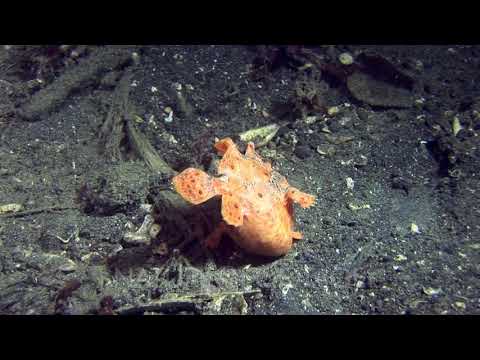 Orange Painted Frogfish Captures Large Cardinal Fish,Difficulty Swallowing