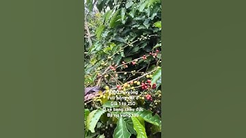 Bán vườn trái cây xanh tốt ở bà rịa vũng tàu giá 1 tỷ 250#shorts