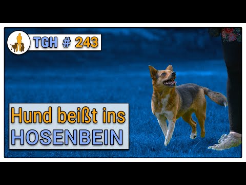 Video: Kann ein Hund Hose auch wenn cool?