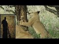 Lion Cubs Teething
