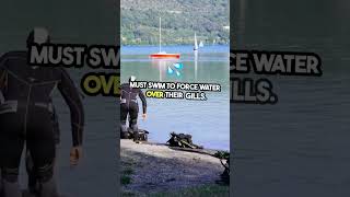 Why Tuna Fish Can't Stop Swimming #facts #youtubeshort