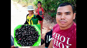 Como é a árvore da azeitona preta?