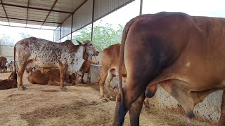 Gir Cow Seller Aravali Dairy Farm 9983954391