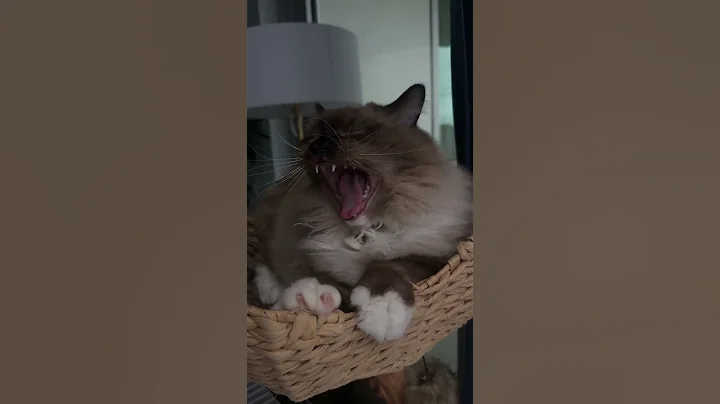 Watch the video about 🌧️ Sleepy rainy day for Merlin the Ragdoll Cat