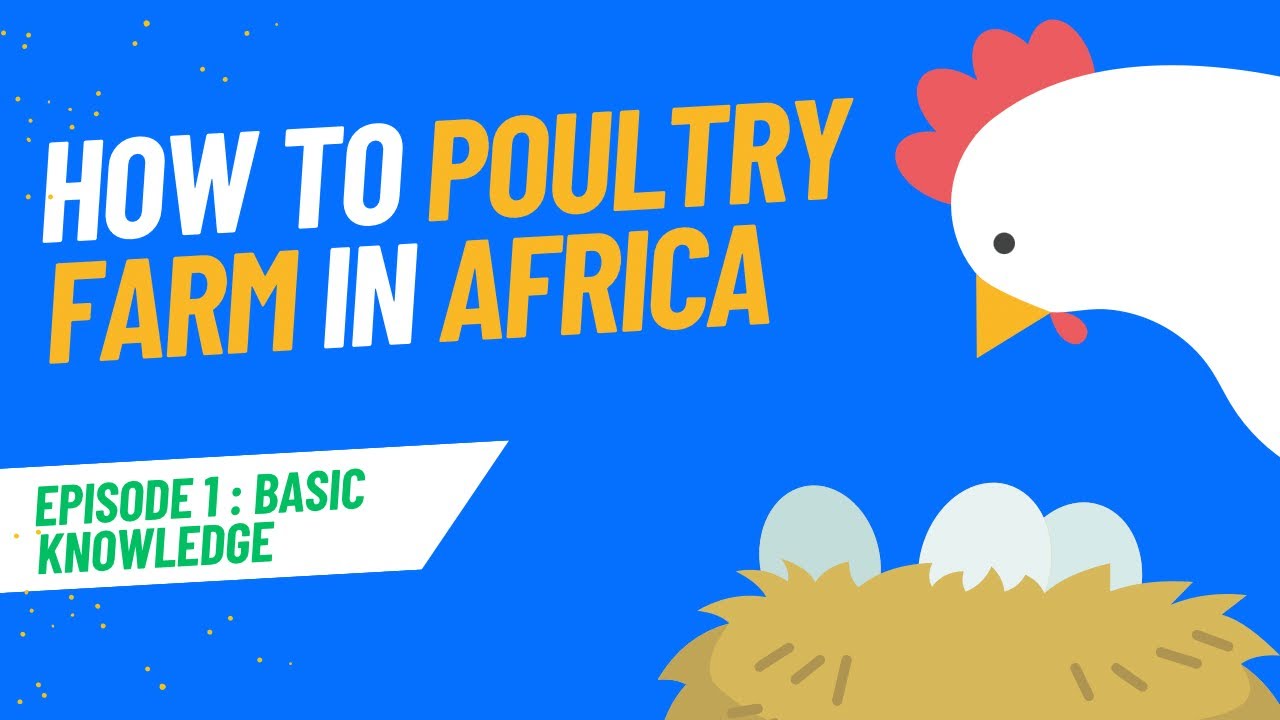 How to Poultry Farm in Africa [Episode 1 : Basic Knowledge] - YouTube