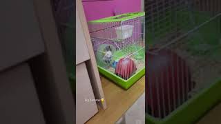 Çarka Sığmayan Hamster