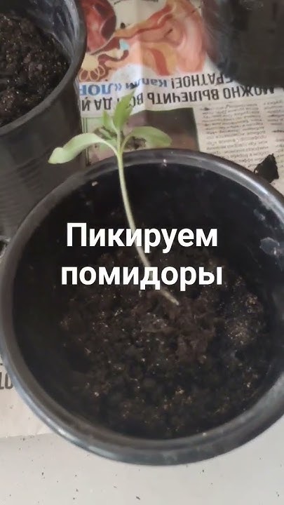 Пора пикировать помидоры - YouTube