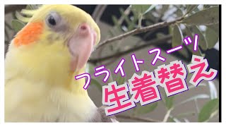 オカメインコ　フライトスーツ着脱動画