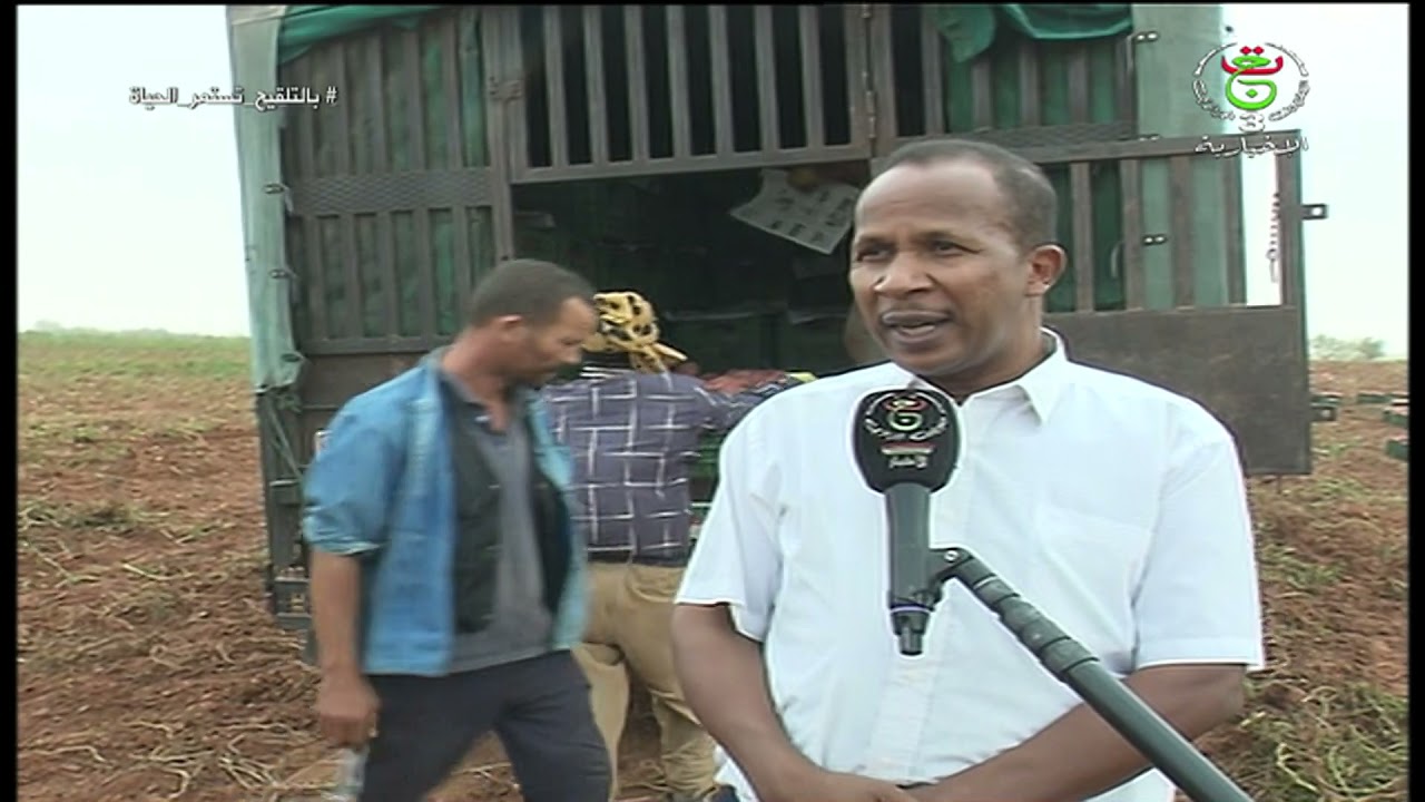 الأغواط: وفرة منتوج البطاطا بآفلو